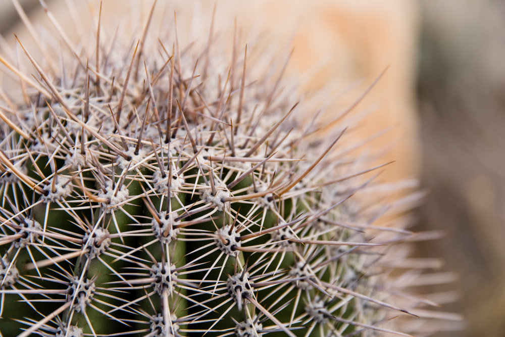 close up of a cactus on Arizona travel photography trip