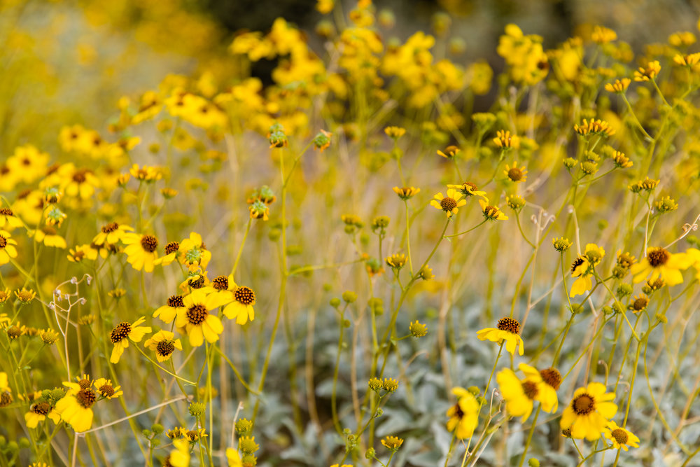 field of mini yellow wildflowers