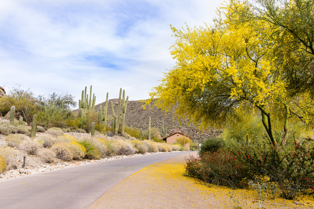 cactus walk at Dove Mountain resort in Arizona