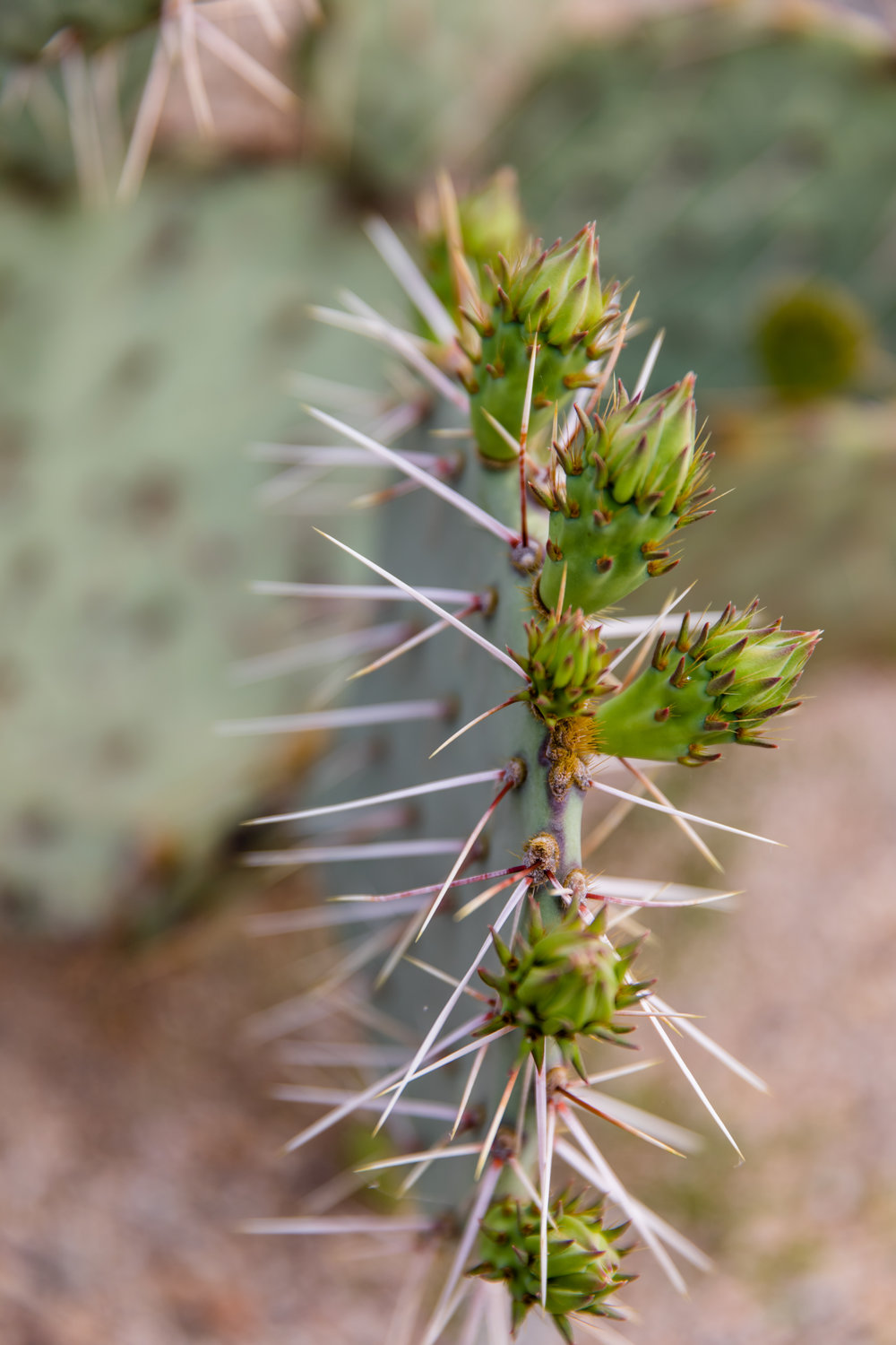 cactus spikes