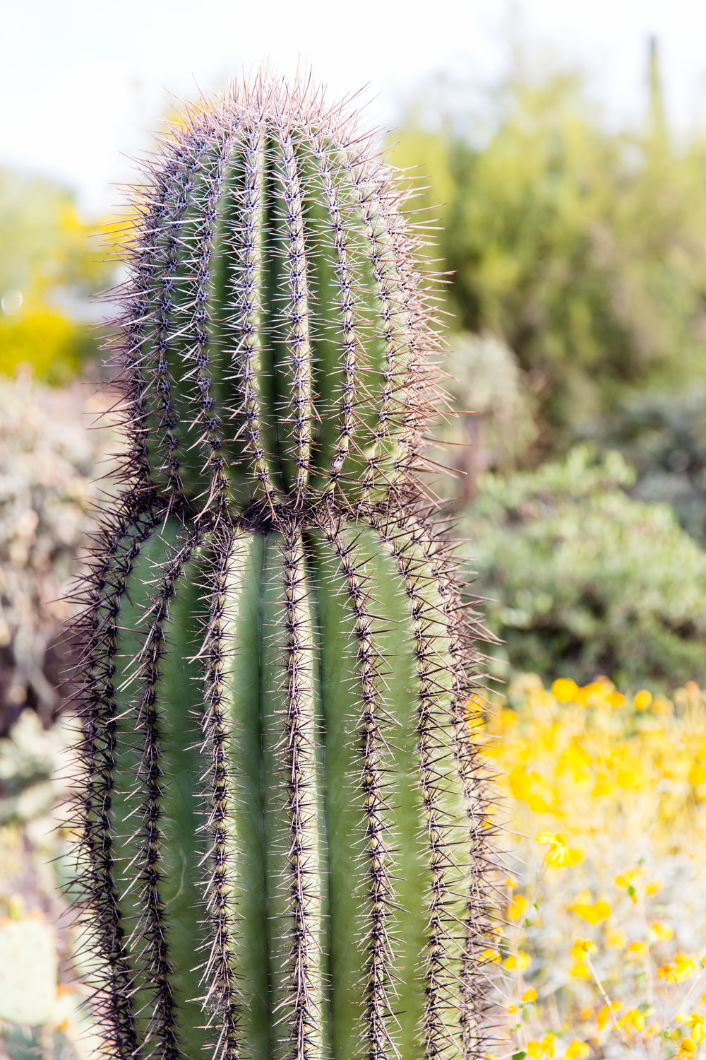 cactus in Arizona sun for travel photography trip