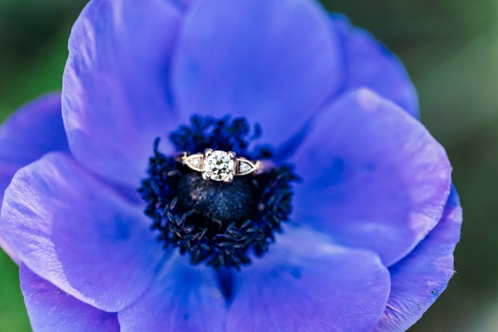 macro image of ring in purple flower