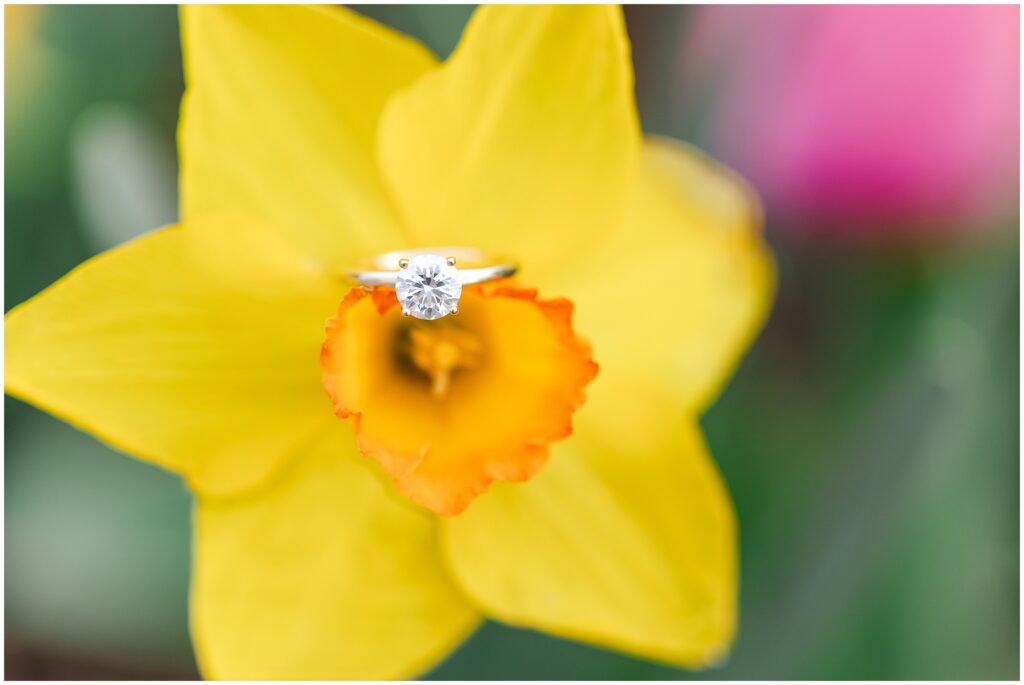 ring inside a spring daffodil 