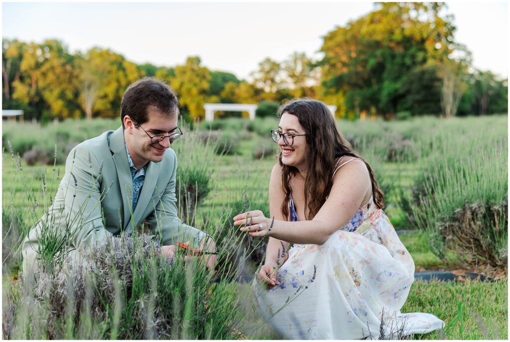 couple cuts lavender for lifestyle Sweethaven Lavender Farm Engagement photos