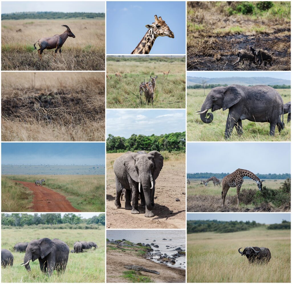 what incredible Africa travel photography - images of elephants, giraffes, baboons, zebra, alligator, buffalo and more!