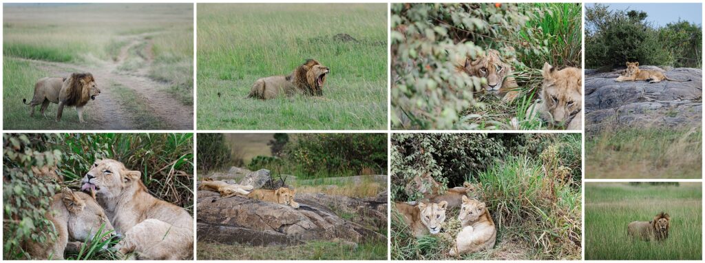 Africa travel photography images of lions in Maasai Mara, Kenya